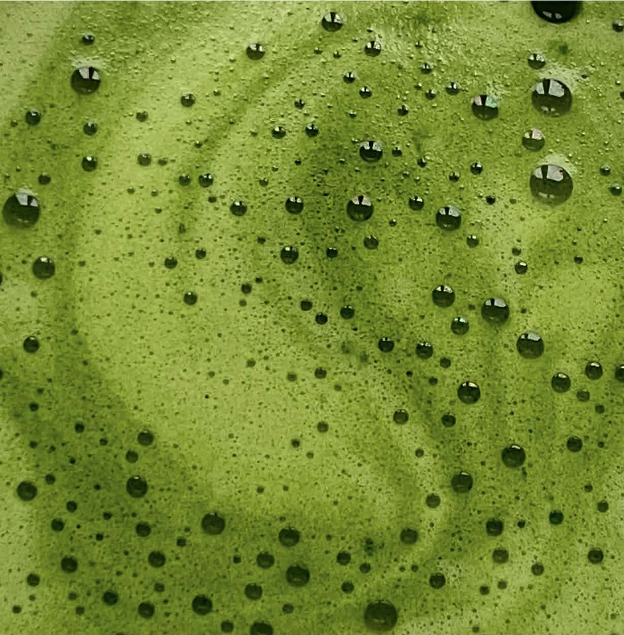 Uji Matcha Ceremonial